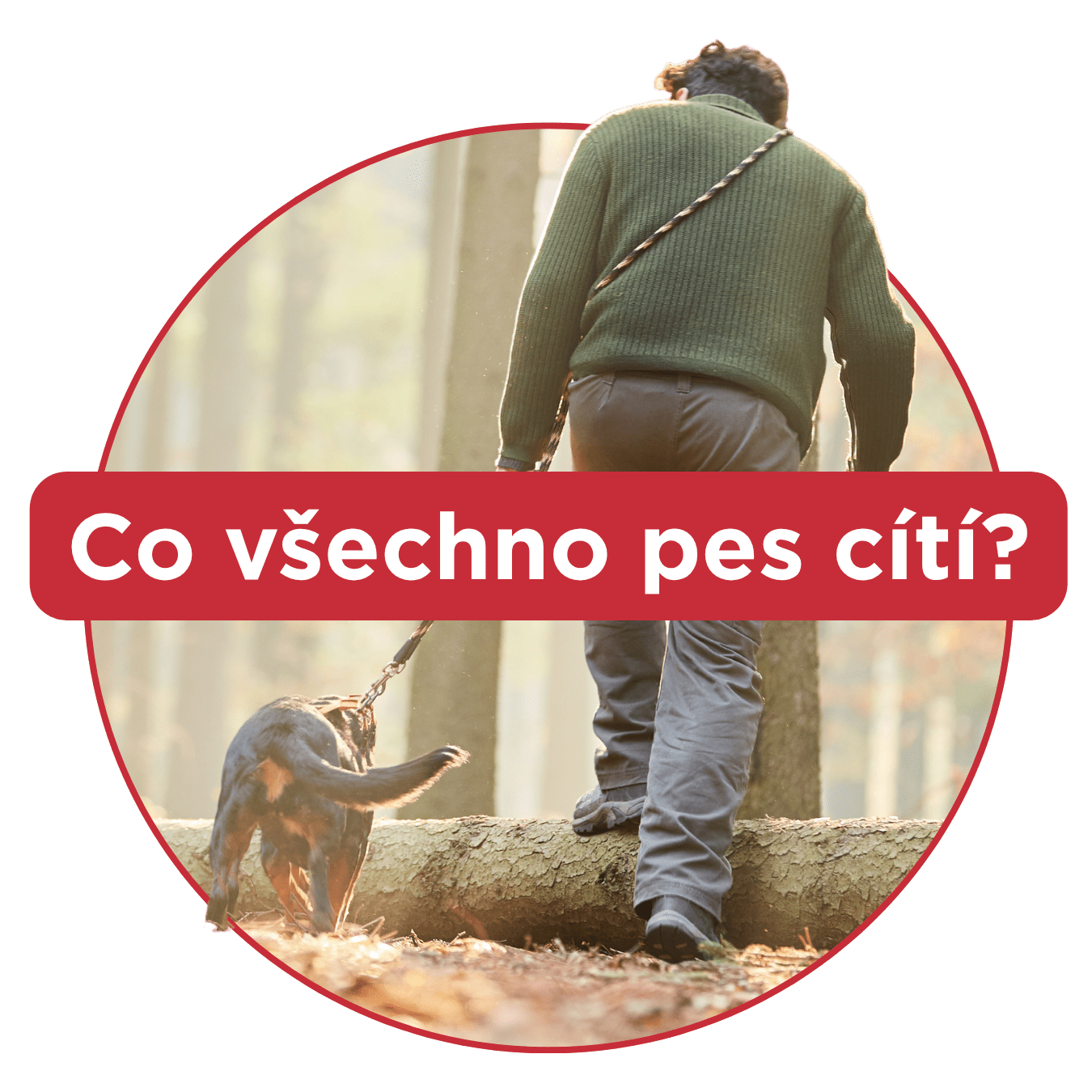 Psí čich: neuvěřitelný smysl, který překonává technologie
