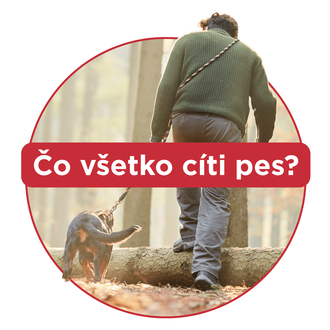 Psí čuch: Neuveriteľný zmysel, ktorý prekonáva technológiu